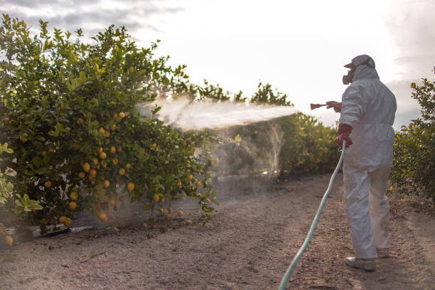Best Local Pest Control Services  in Kalaheo, HI