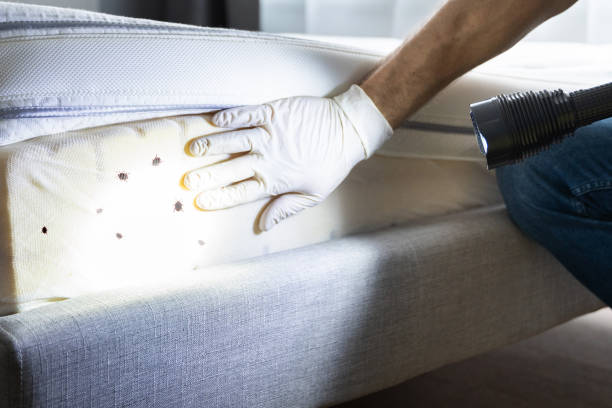 Best Pest Prevention Services  in Kalaheo, HI
