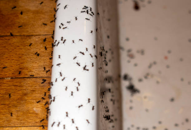 Best Insect Control  in Kalaheo, HI