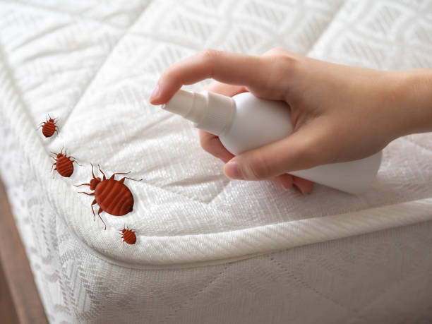 Insect Control in Kalaheo, HI
