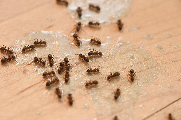 Pest Control for Restaurants in Kalaheo, HI