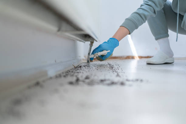 Trusted Kalaheo, HI Pest Control Experts