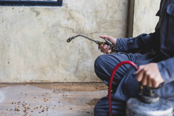 Best Local Pest Control Services  in Kalaheo, HI